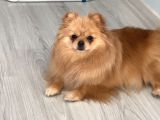 Teddy Face Anne Ve Baba Yanından Pomeranian Yavrular