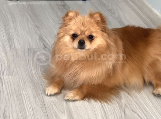 Teddy Face Anne Ve Baba Yanından Pomeranian Yavrular görsel