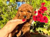 Toy Ve Tcap Poodle Bebekleri
