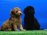 Siyah inciler ırkının en güzeli toy poodle