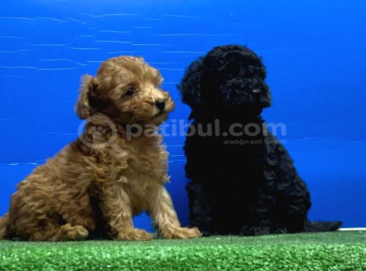 Siyah Inciler Irkının En Güzeli Toy Poodle