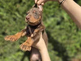 Her Renkten Safkan Doberman Yavrular