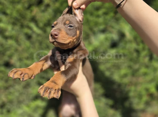Her Renkten Safkan Doberman Yavrular görsel