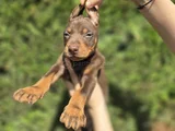 Her renkten safkan doberman yavrular