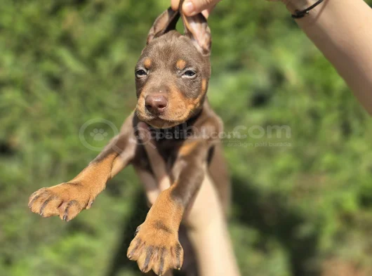 Her Renkten Safkan Doberman Yavrular