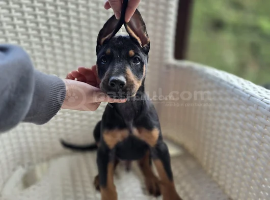 Her Renkten Safkan Doberman Yavrular görsel