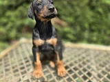 Her Renkten Safkan Doberman Yavrular
