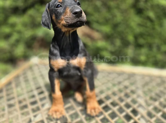 Her Renkten Safkan Doberman Yavrular görsel