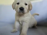 Baby Face Golden Yavrularımız