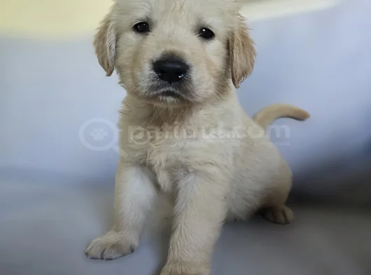 Baby Face Golden Yavrularımız görsel