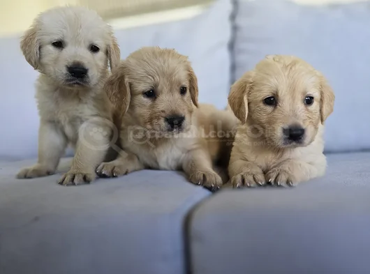 Baby Face Golden Yavrularımız görsel