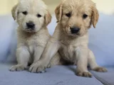 Baby Face Golden Yavrularımız