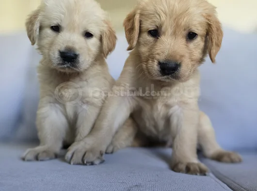 Baby Face Golden Yavrularımız görsel