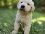 Baby Face Golden Yavrularımız