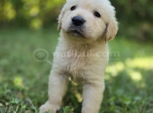 Baby Face Golden Yavrularımız görsel