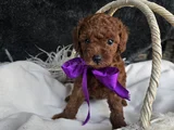 Toy Poodle Yavrularımız