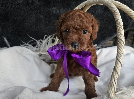 Toy Poodle Yavrularımız görsel