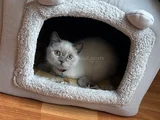 8 nisan doğumlu safkan british blue ponit yavru kedi