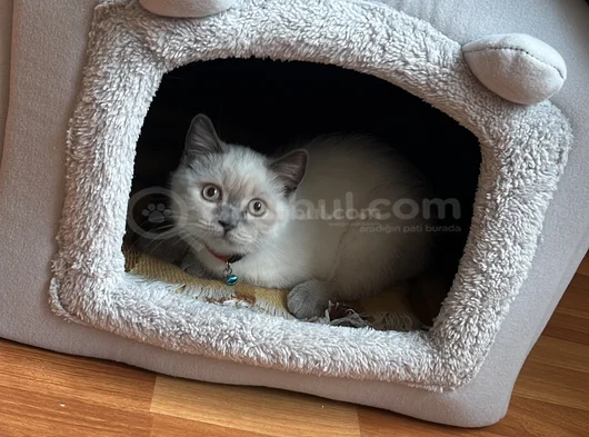 8 Nisan Doğumlu Safkan British Blue Ponit Yavru Kedi