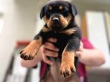 Dişi Erkek Rottweiler Yavrularımız
