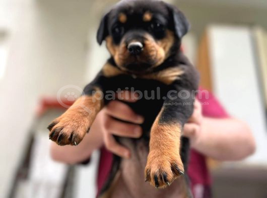 Dişi Erkek Rottweiler Yavrularımız görsel