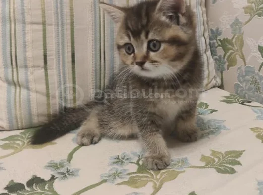 Erkek 47 Günlük Eğitimi Tamam görsel