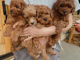 Toy Poodle Bebekleri̇m