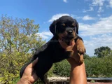 Koca Kafa Rottweiller Yavrular Burkemden