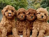 TOY POODLE BEBEKLERİM