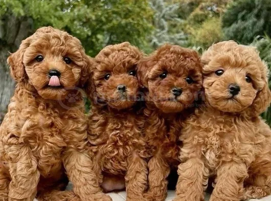 Toy Poodle Bebekleri̇m