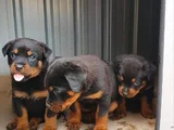 KOCA KAFA ROTTWEİLER YAVRULARIMIZ