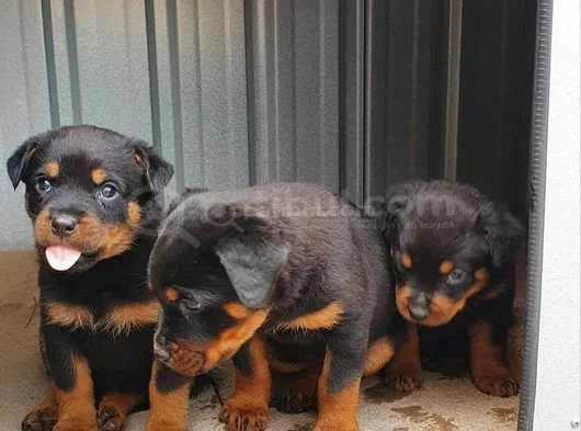 Koca Kafa Rottwei̇ler Yavrularimiz