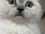 8 Nisan Doğumlu Safkan British Blue Ponit Yavru Kedi