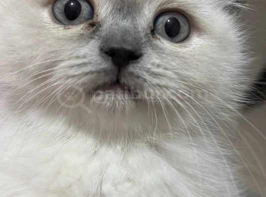 8 Nisan Doğumlu Safkan British Blue Ponit Yavru Kedi görsel