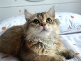 British Longhair Ny11 Golden Shaded Dişi