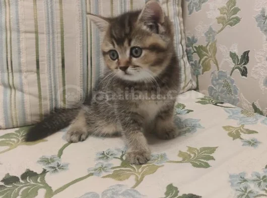 Erkek 47 Günlük Eğitimi Tamam görsel