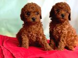 Anne Altından Toy Poodle Yavrularımız