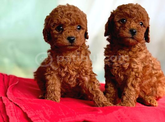 Anne Altından Toy Poodle Yavrularımız görsel