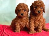 Anne Altından Toy Poodle Yavrularımız