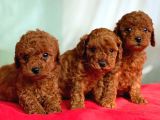 Anne altından toy poodle yavrularımız