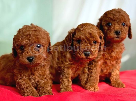 Anne Altından Toy Poodle Yavrularımız