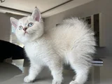 British Shorthair Asil Erkek