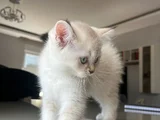 British Shorthair Asil Erkek