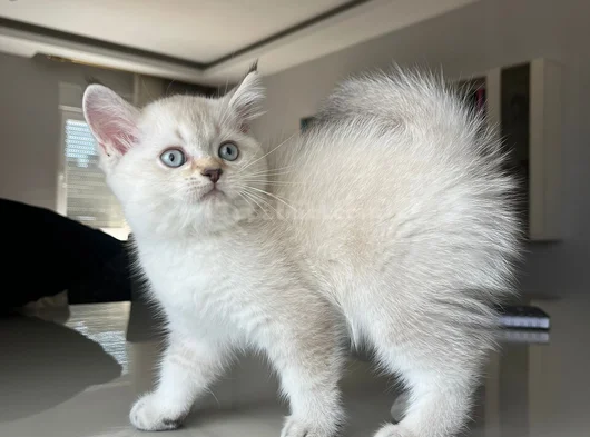 British Shorthair Asil Erkek görsel