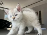 British Shorthair Asil Erkek
