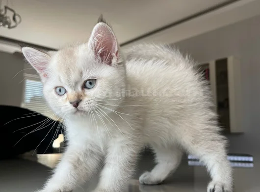 British Shorthair Asil Erkek görsel