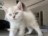 British Shorthair Asil Erkek