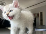 British Shorthair Asil Erkek