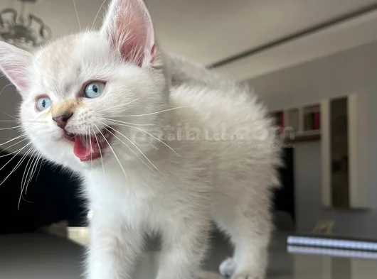 British Shorthair Asil Erkek görsel
