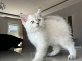 British Shorthair Asil Erkek